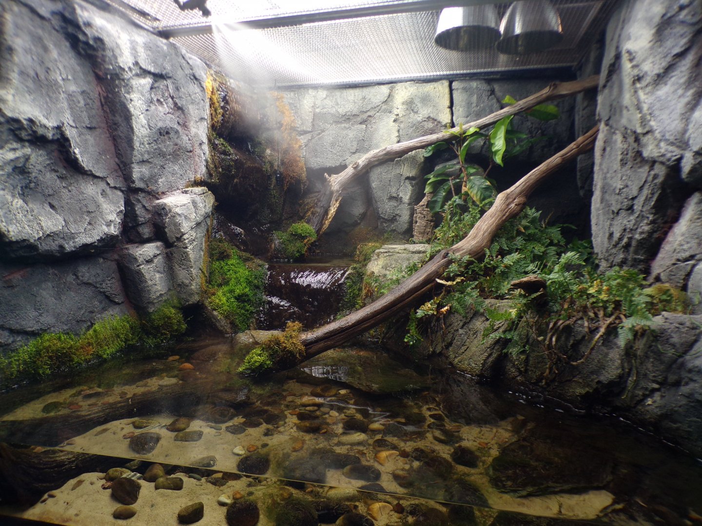 Second big-headed turtle tank 11.2.25