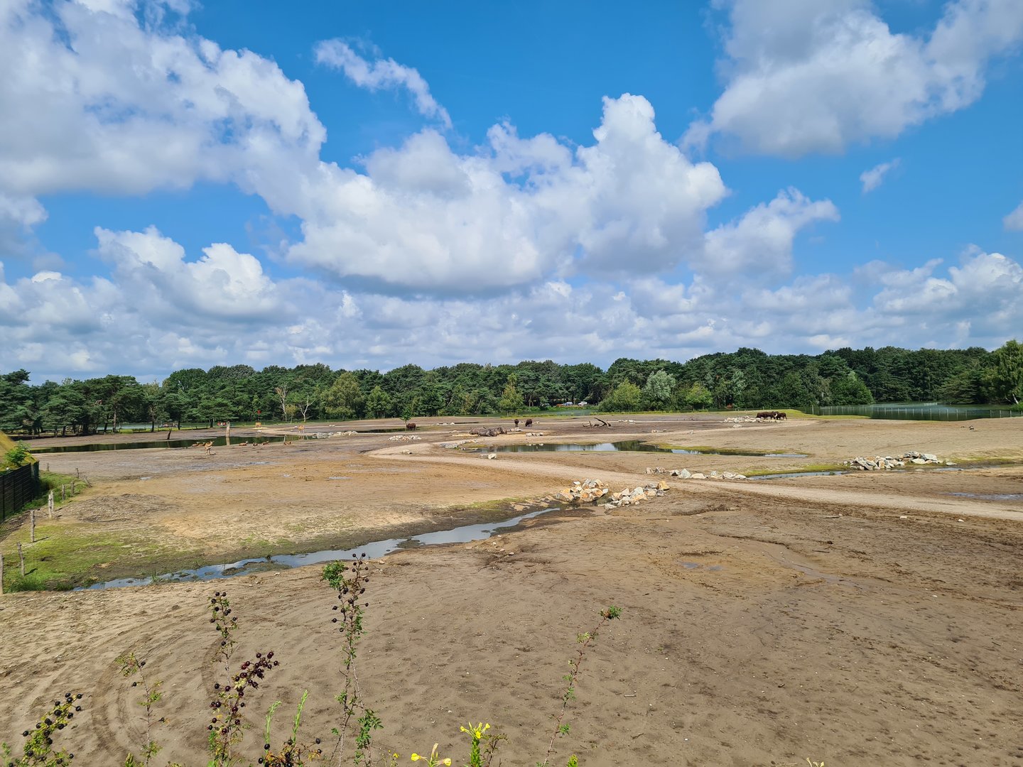 Second big Savannah paddock