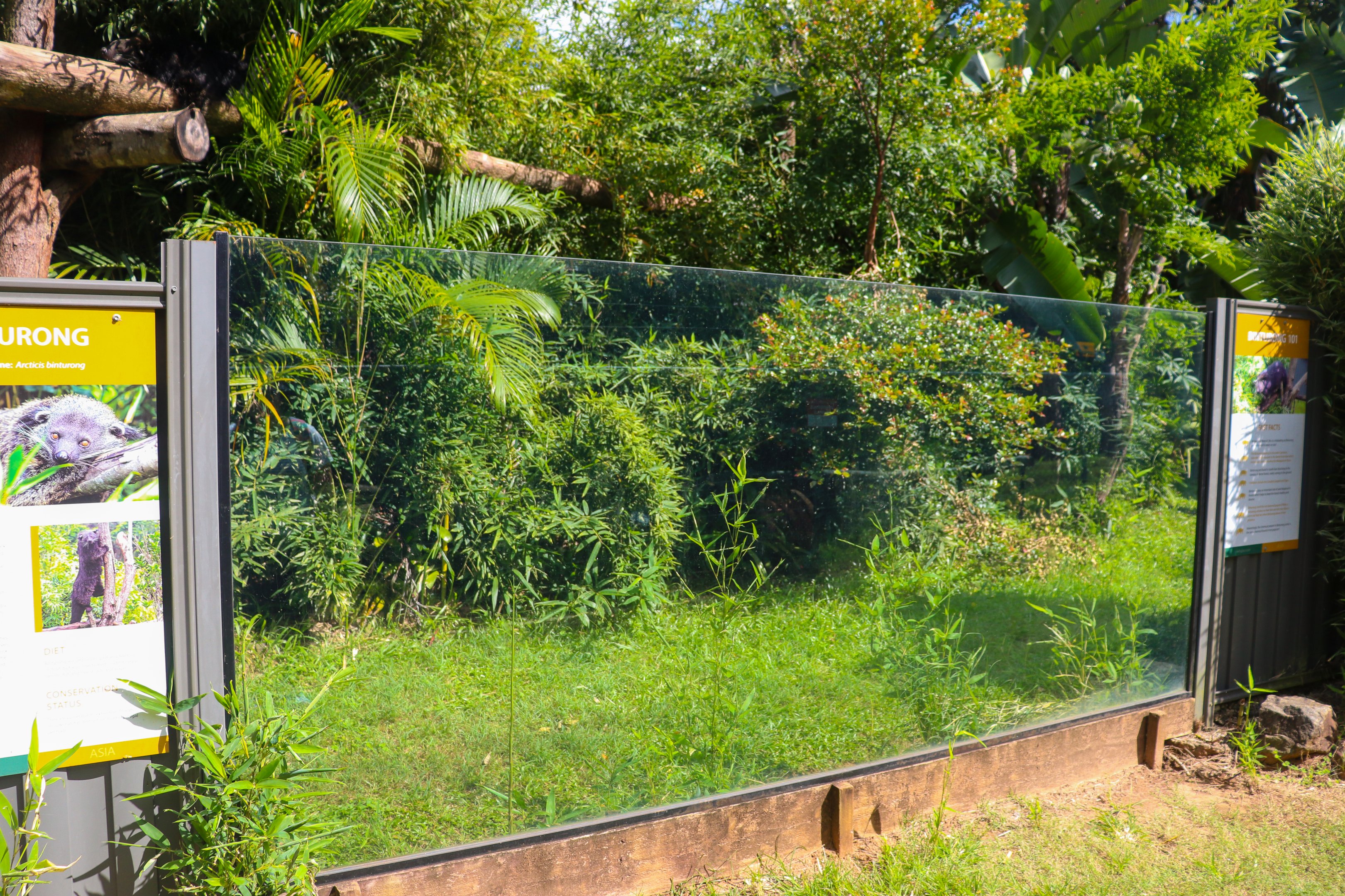 Second Binturong Enclosure