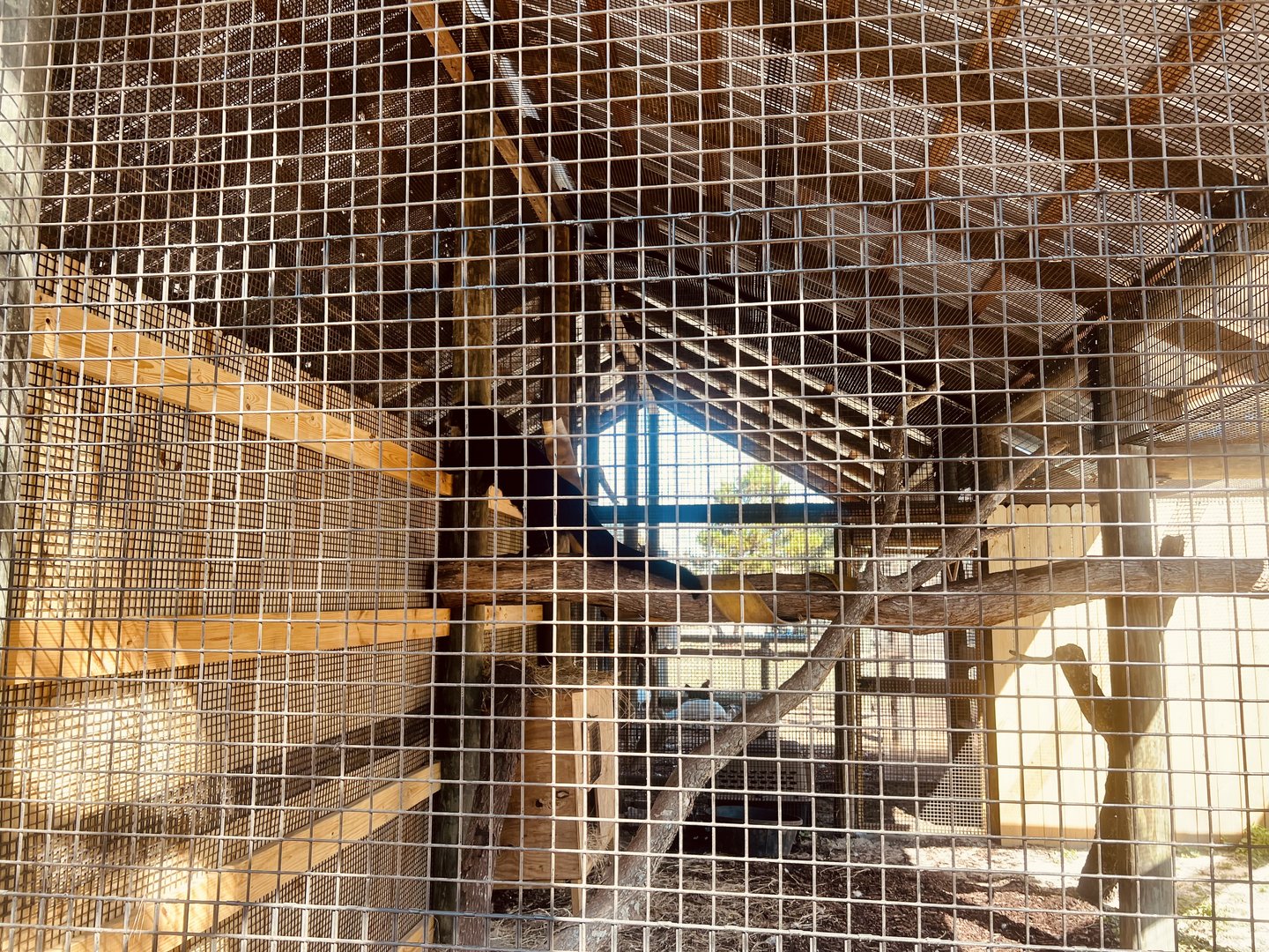 Second Binturong Exhibit