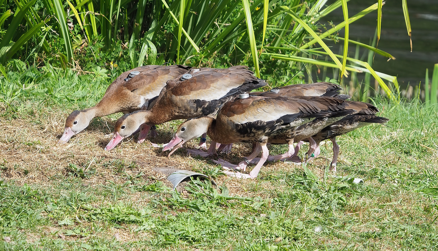 Second bird show -  Black-bellied whistling ducks (Dendrocygna autumnalis), 2022-08-28