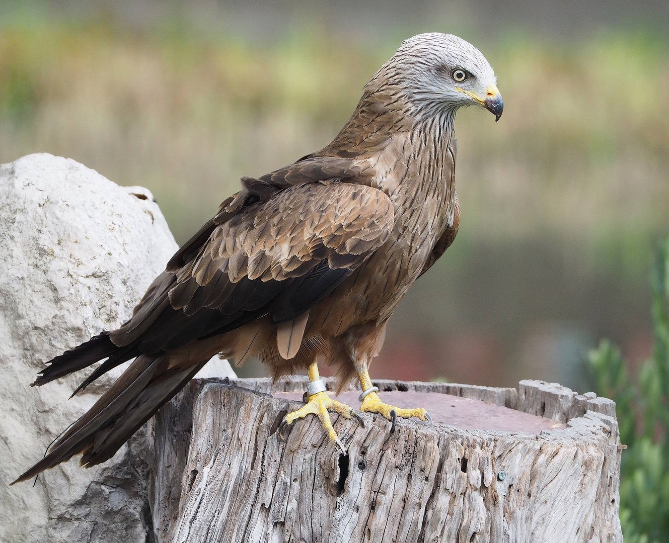 Second bird show - Common black kite (Milvus migrans migrans), 2022-08-28
