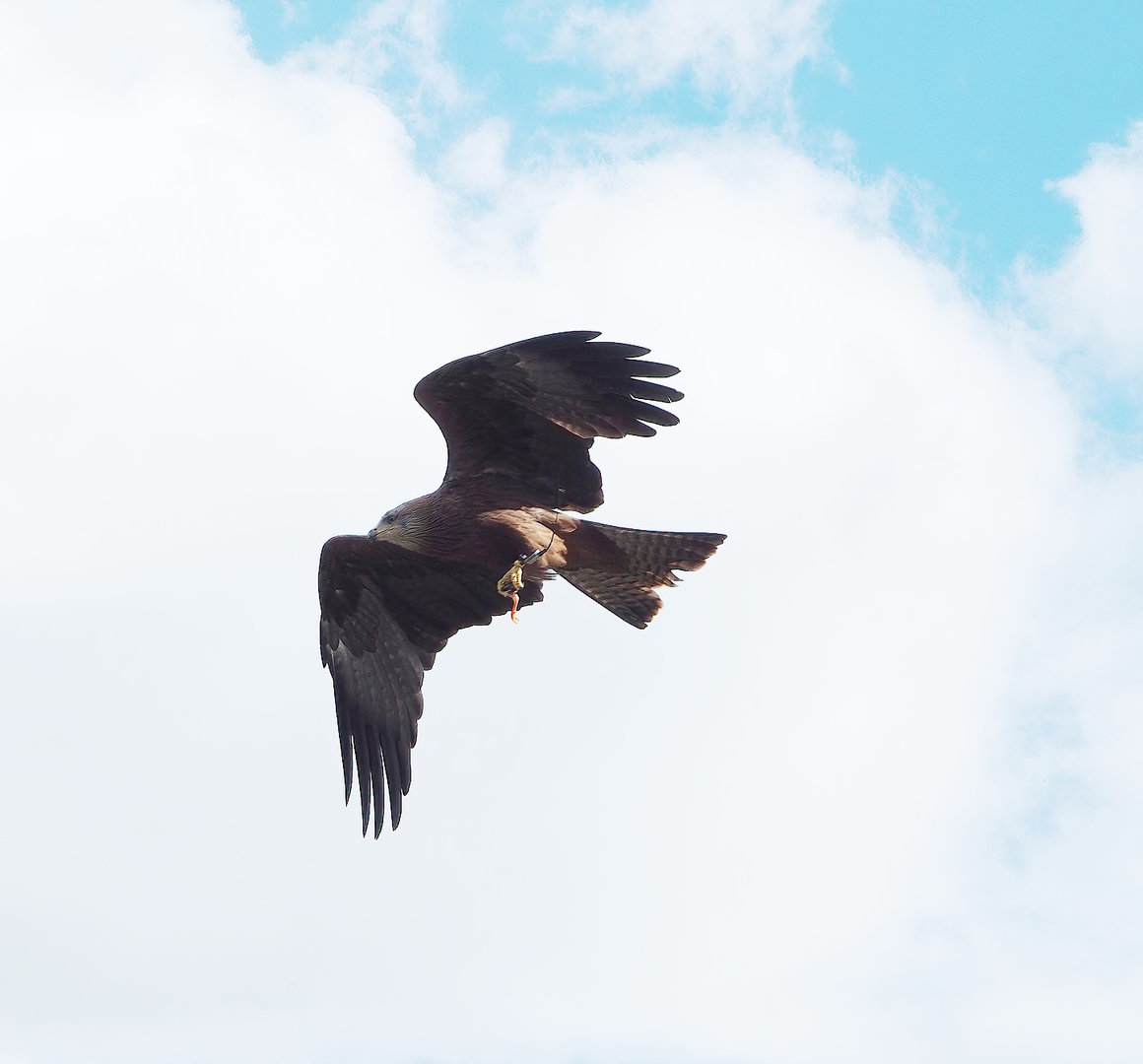 Second bird show - Common black kite (Milvus migrans migrans) in flight, 2022-08-28