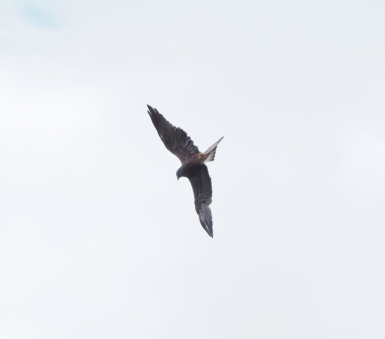 Second bird show - Common black kite (Milvus migrans migrans) in flight, 2022-08-28