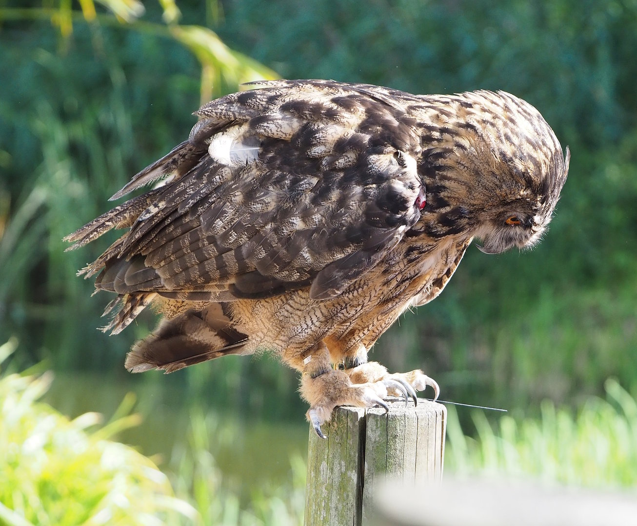 Second bird show - European eagle owl (Bubo bubo bubo), 2022-08-28