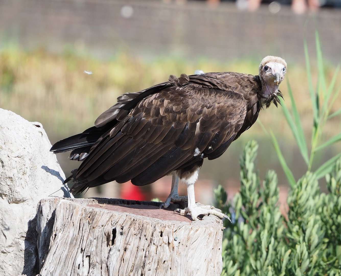 Second bird show - Hooded vulture (Necrosyrtes monachus), 2022-08-28