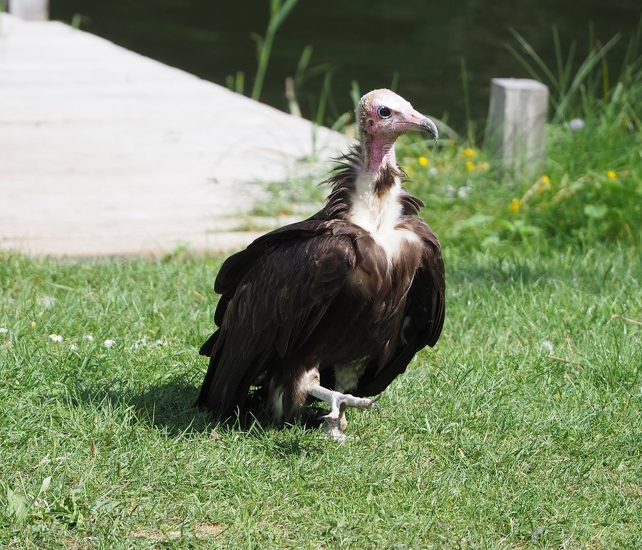 Second bird show - Hooded vulture (Necrosyrtes monachus), 2022-08-28