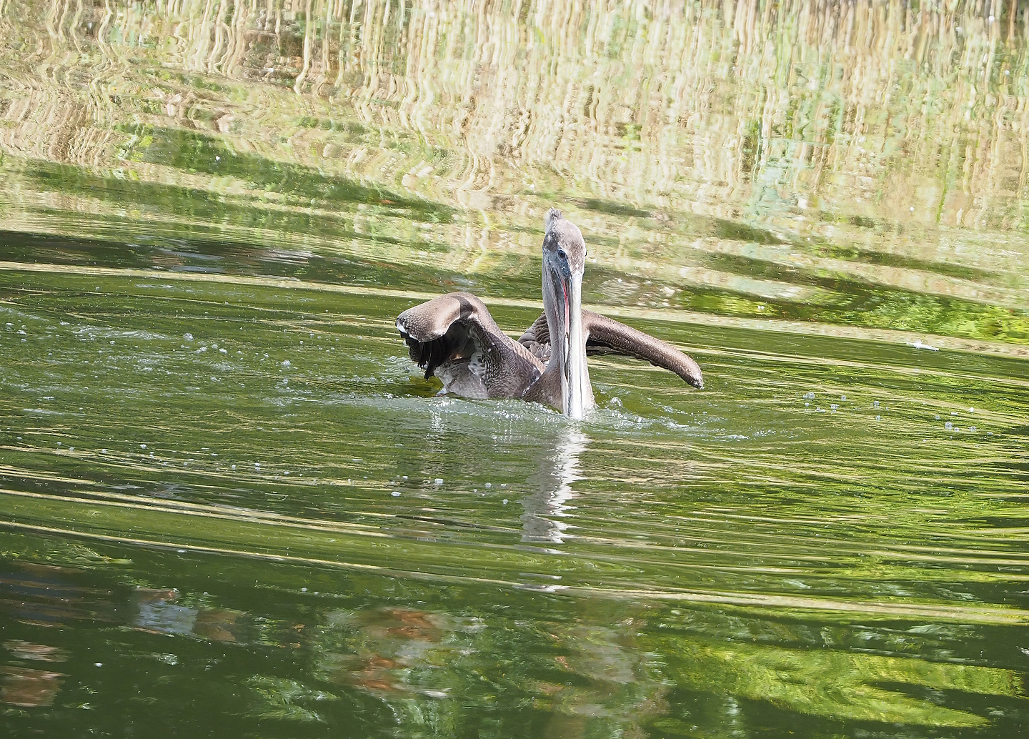 Second bird show - Juvenile Eastern brown pelican (Pelecanus occidentalis carolinensis), 2022-08-28