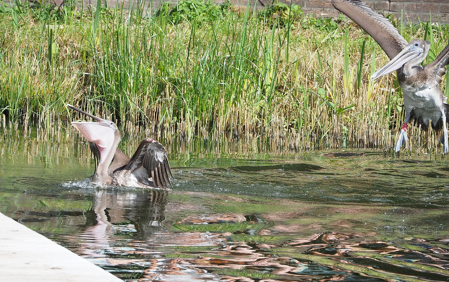 Second bird show - Juvenile Eastern brown pelicans (Pelecanus occidentalis carolinensis), 2022-08-28