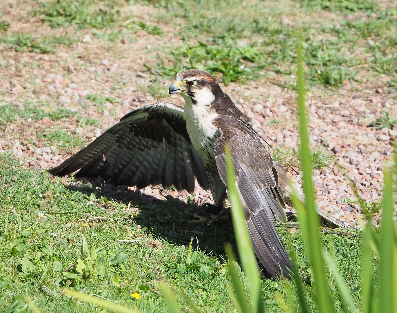 Second bird show - Laggar falcon (Falco jugger), 2022-08-28