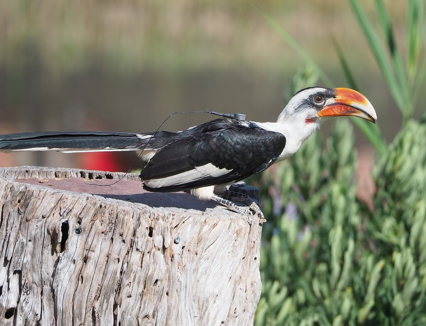 Second bird show - Von der Decken's hornbill (Tockus deckeni), 2022-08-28