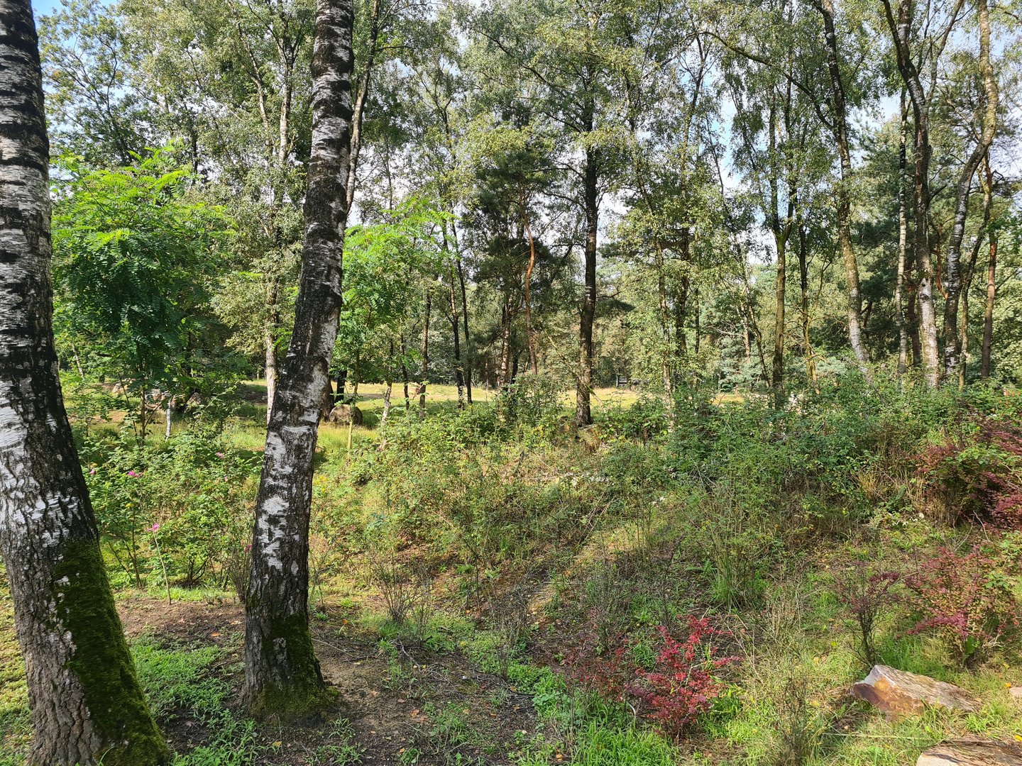 Second Black rhinoceros yard