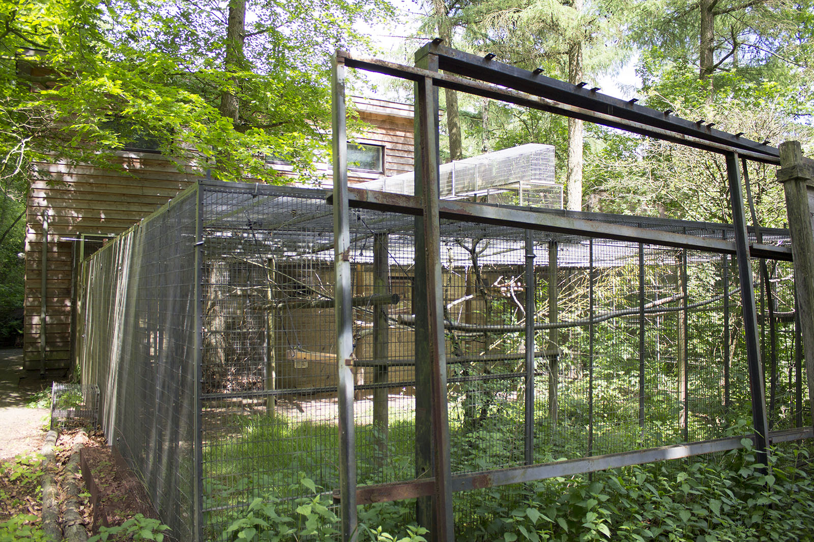 Second Blue-eyed black lemur exhibit, 5/14/14