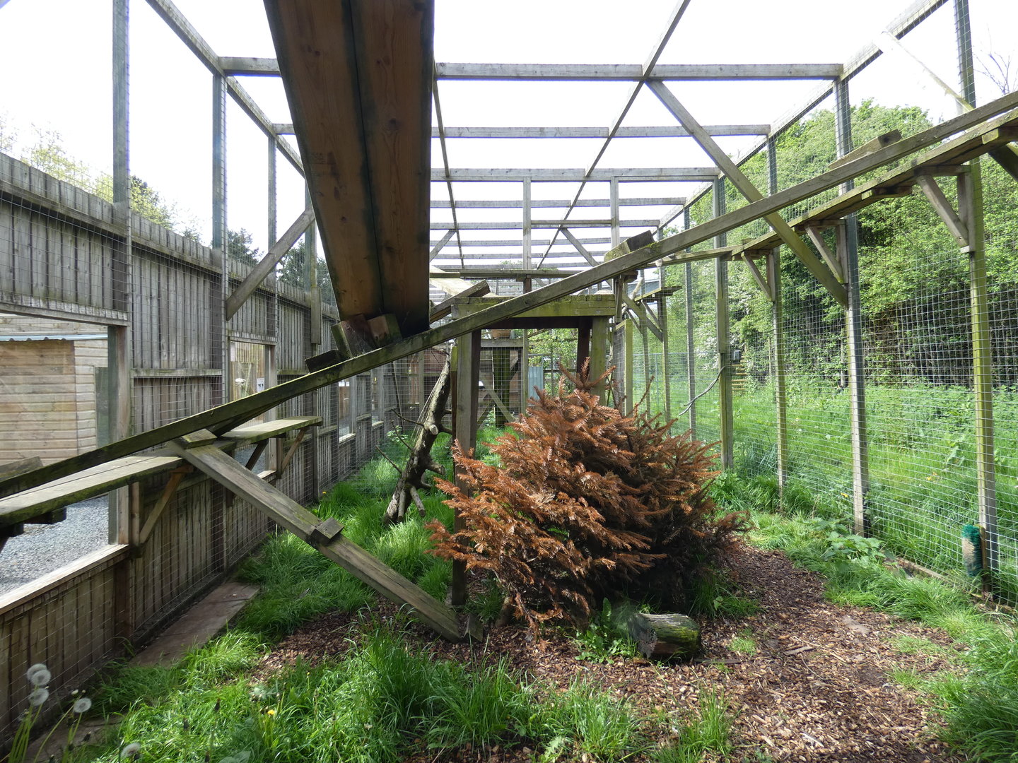 Second bobcat enclosure