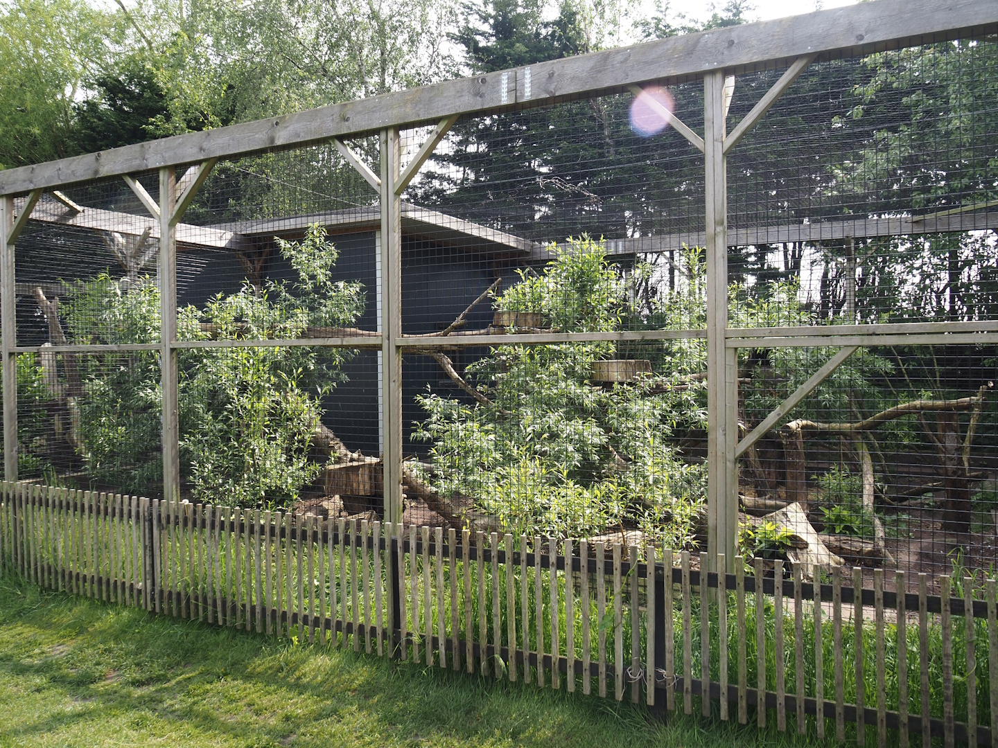 Second bobcat exhibit, 2024-05-11