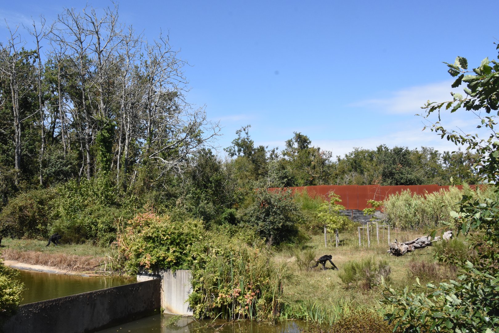 Second Bonobo enclosure
