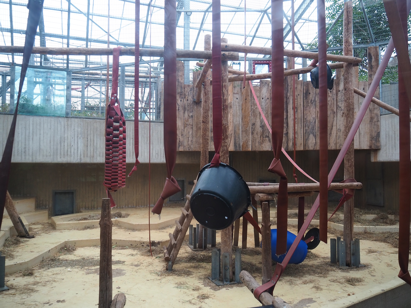 Second Bornean orangutan indoor exhibit, 2023-08-17