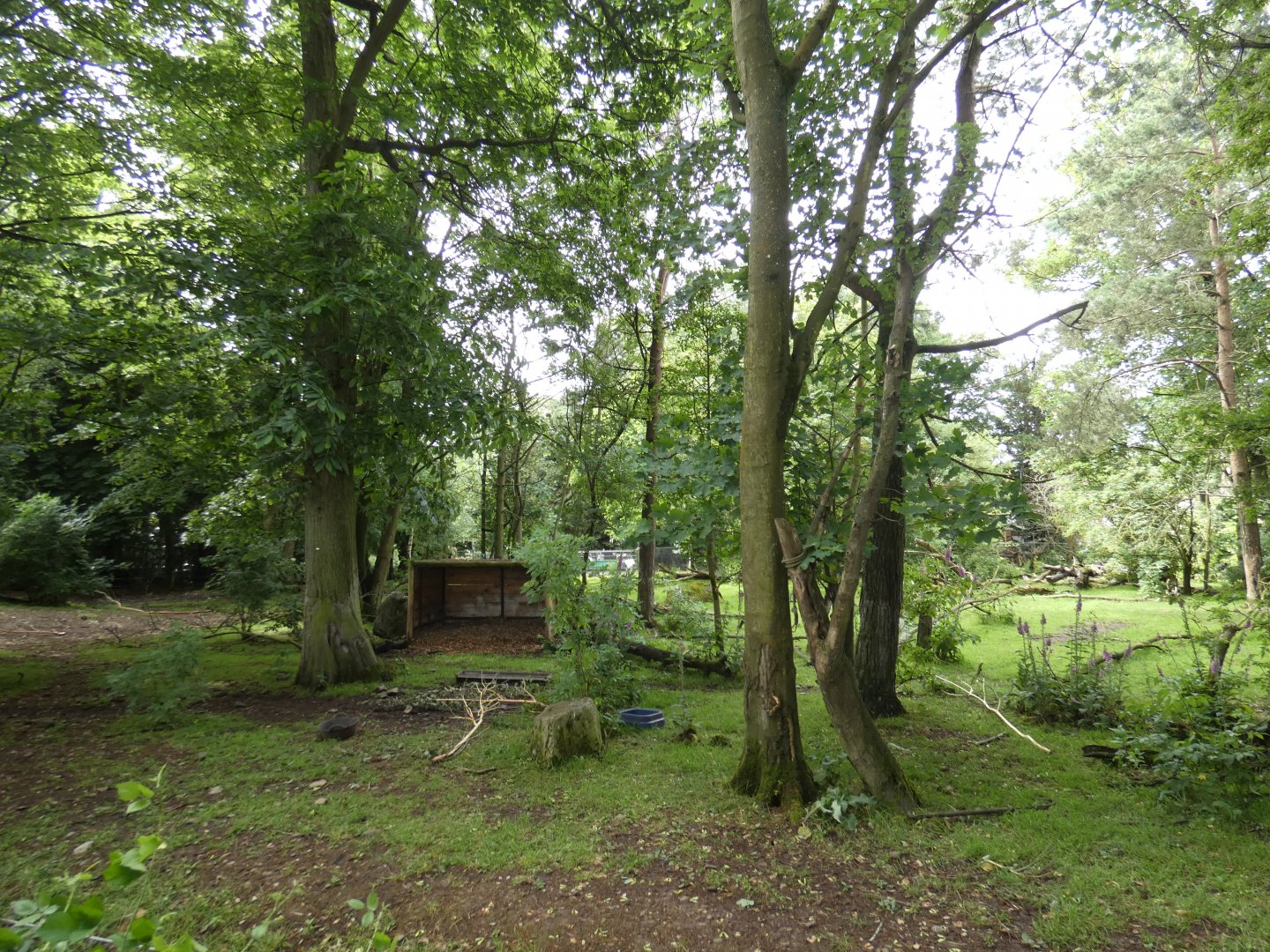 Second Brazilian tapir, Capybara and Darwin's rhea enclosure