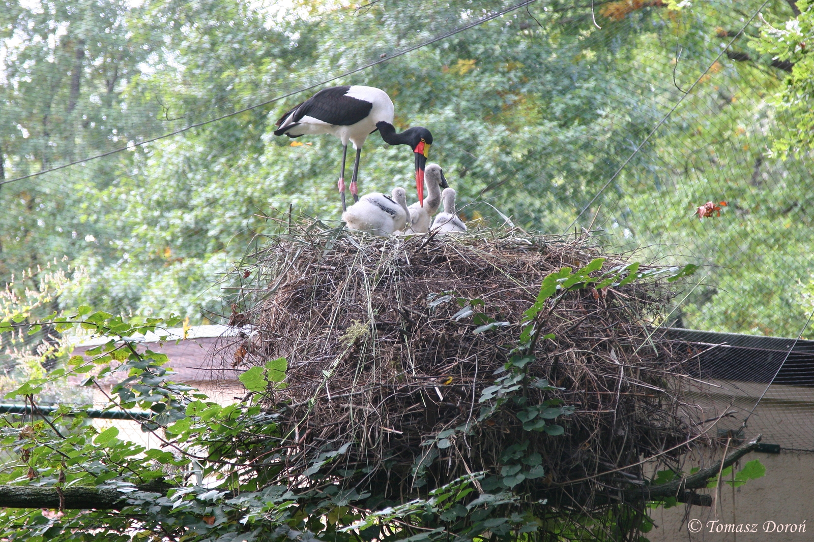 Second breeding record in Europe for Saddle-billed Storks (Ephippiorhynchus