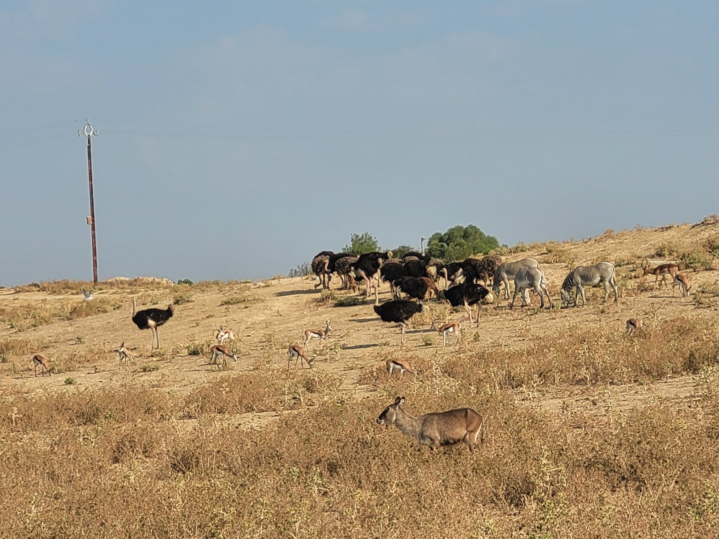Second Brousse exhibit -Réserve Africaine de Sigean (2022)