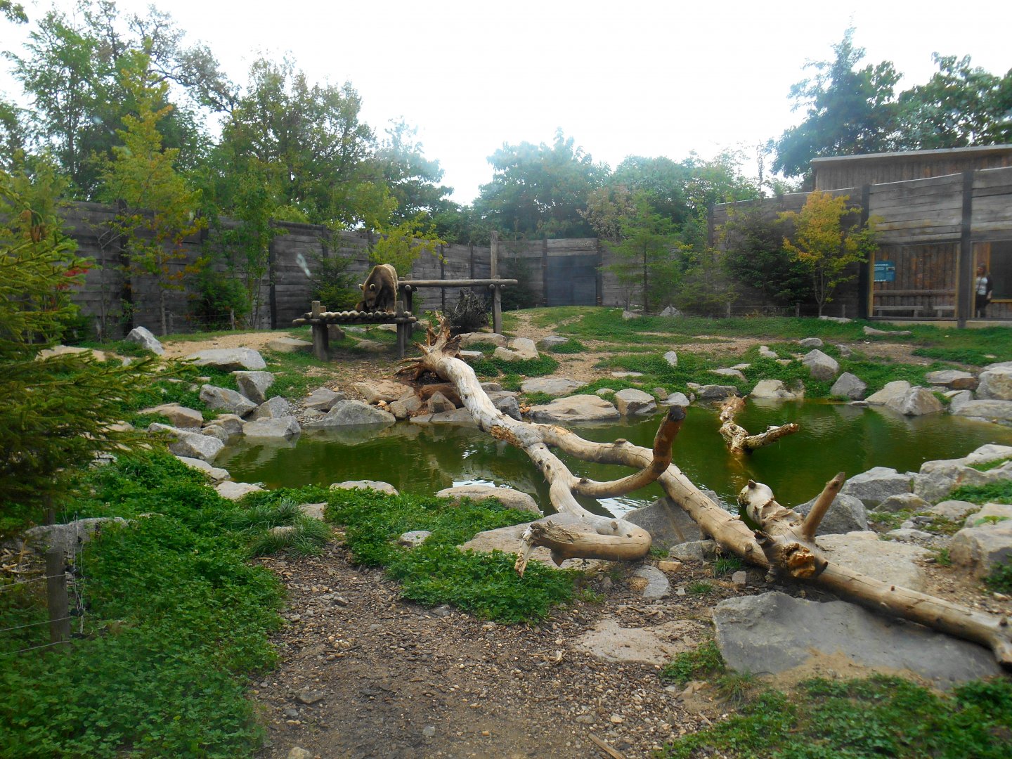 Second Brown Bear (and Wolverine) Exhibit