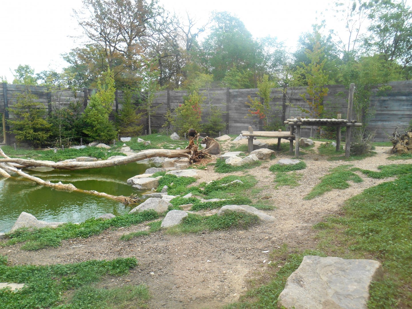 Second Brown Bear (and Wolverine) Exhibit