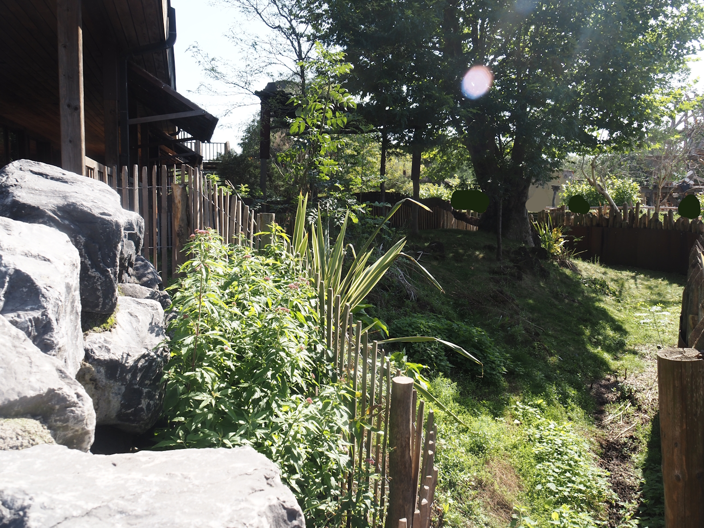 Second Brown Dorcopsis exhibit next to Marsupial and Koala house, 2024-09-17