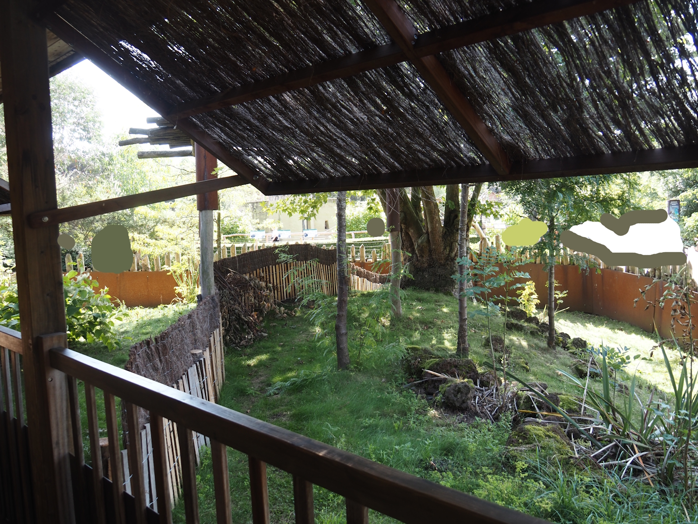 Second Brown Dorcopsis exhibit next to Marsupial and Koala house, 2024-09-17