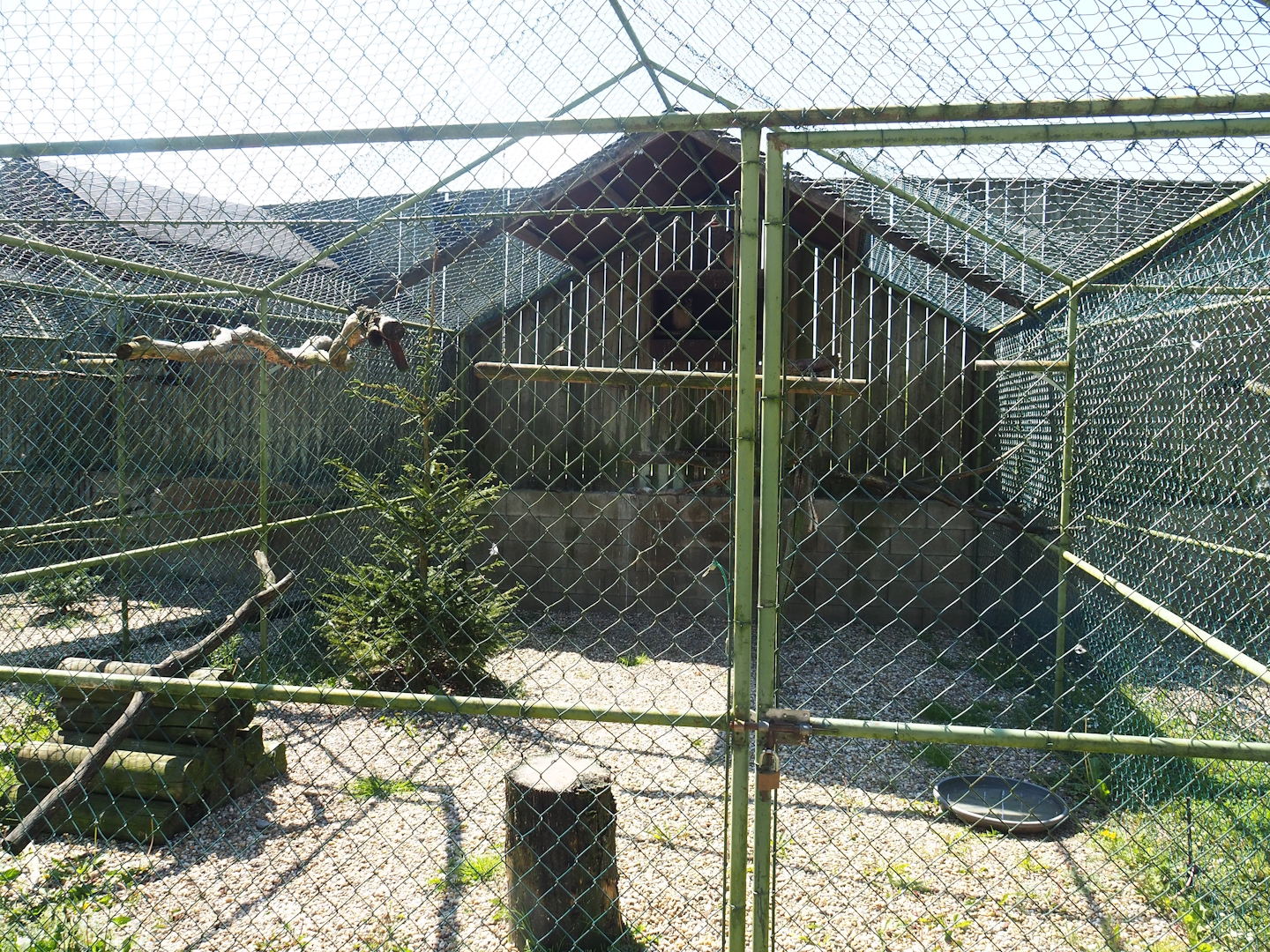 Second Brown wood owl aviary, 2023-05-19