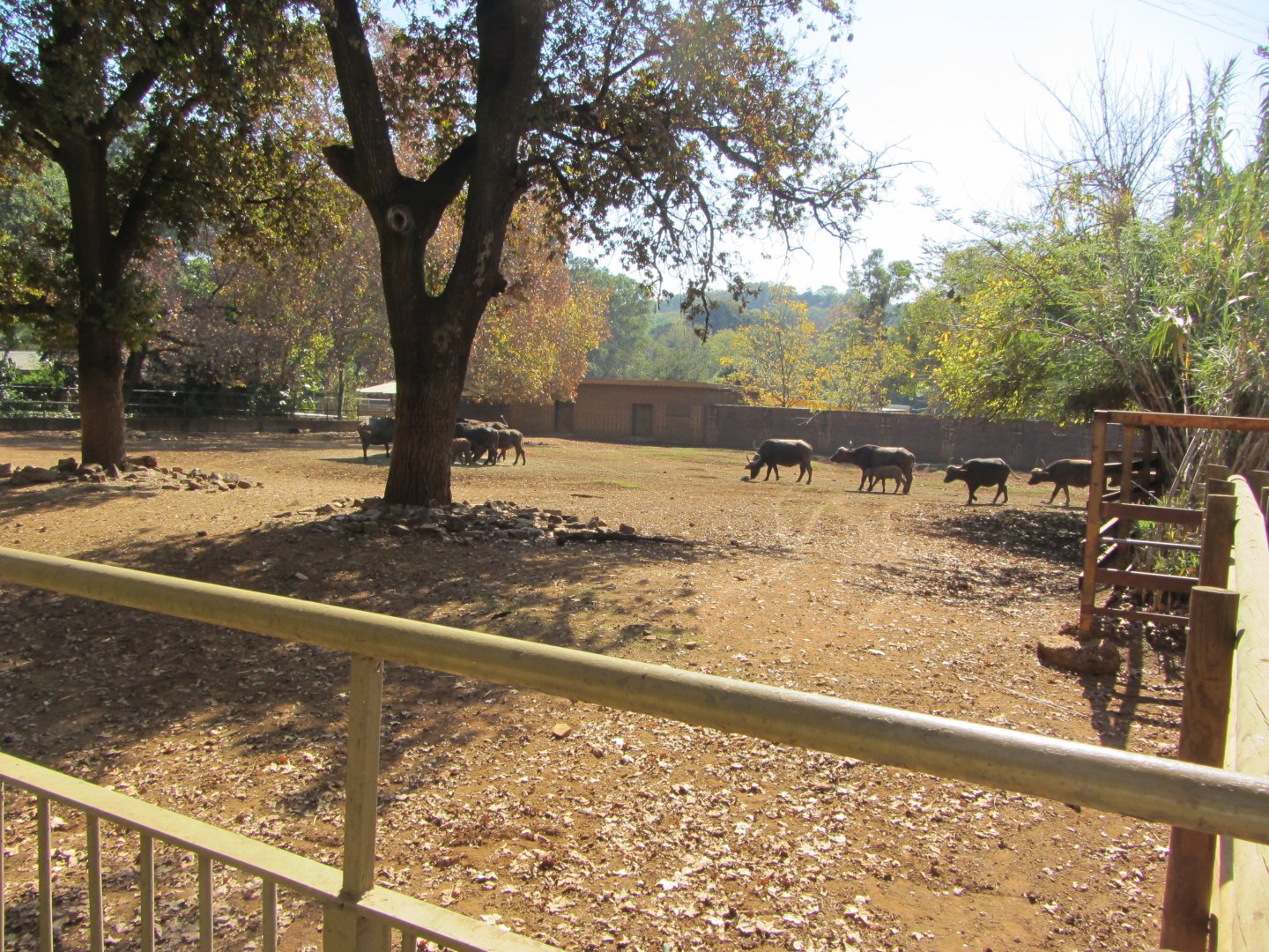 Second Cape Buffalo Yard
