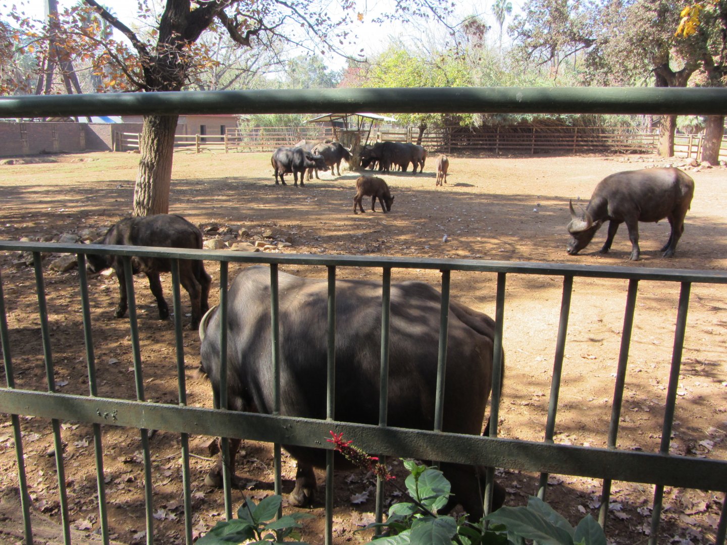 Second Cape Buffalo Yard