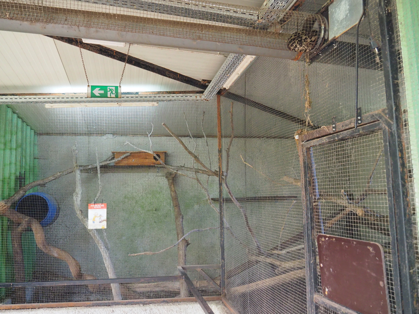 Second Cape genet exhibit, 2019-08-04