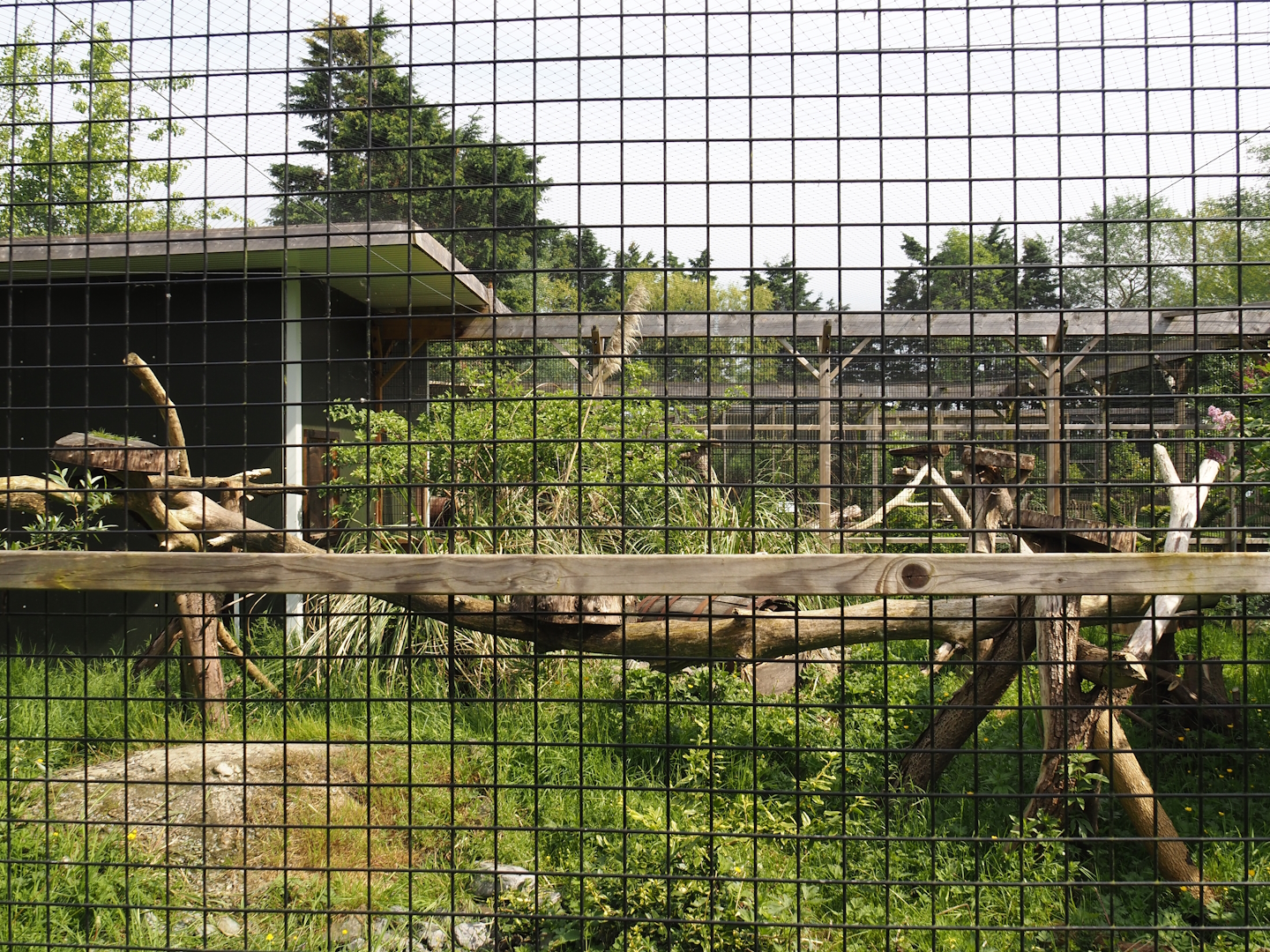 Second Caracal exhibit, 2024-05-11