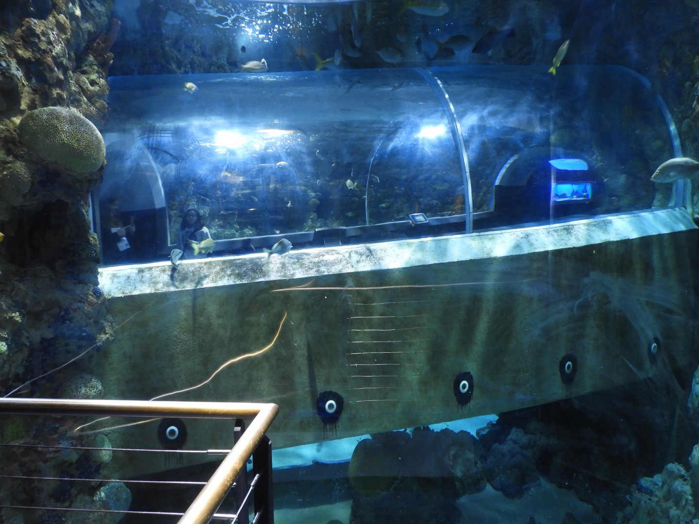 Second Caribbean Reef tank (with view of tunnel tank through it) - Reiman Aquarium