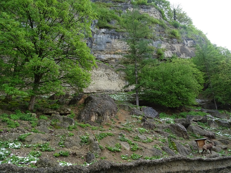 Second chamois enclosure