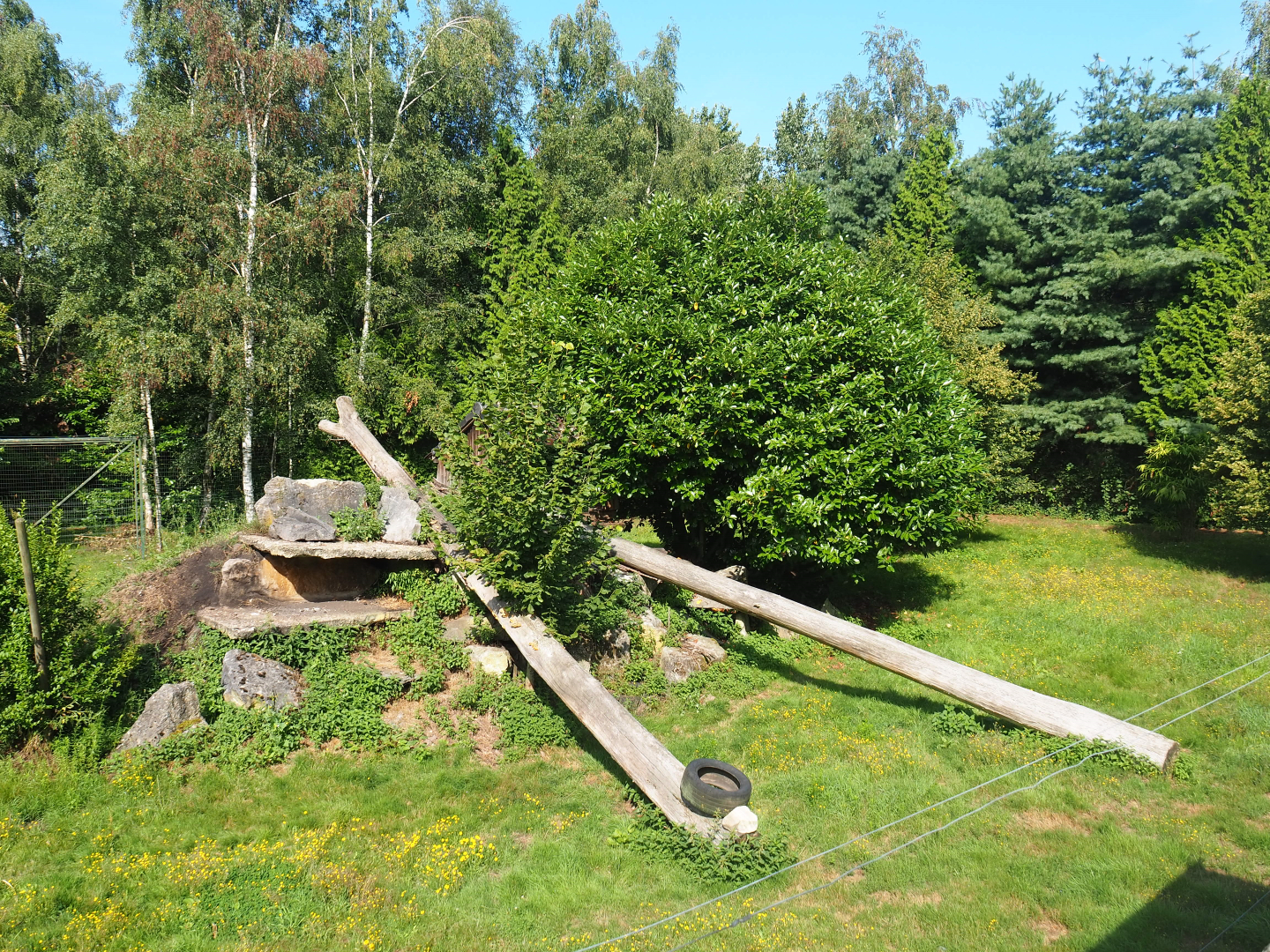 Second cheetah exhibit, 2019-08-11