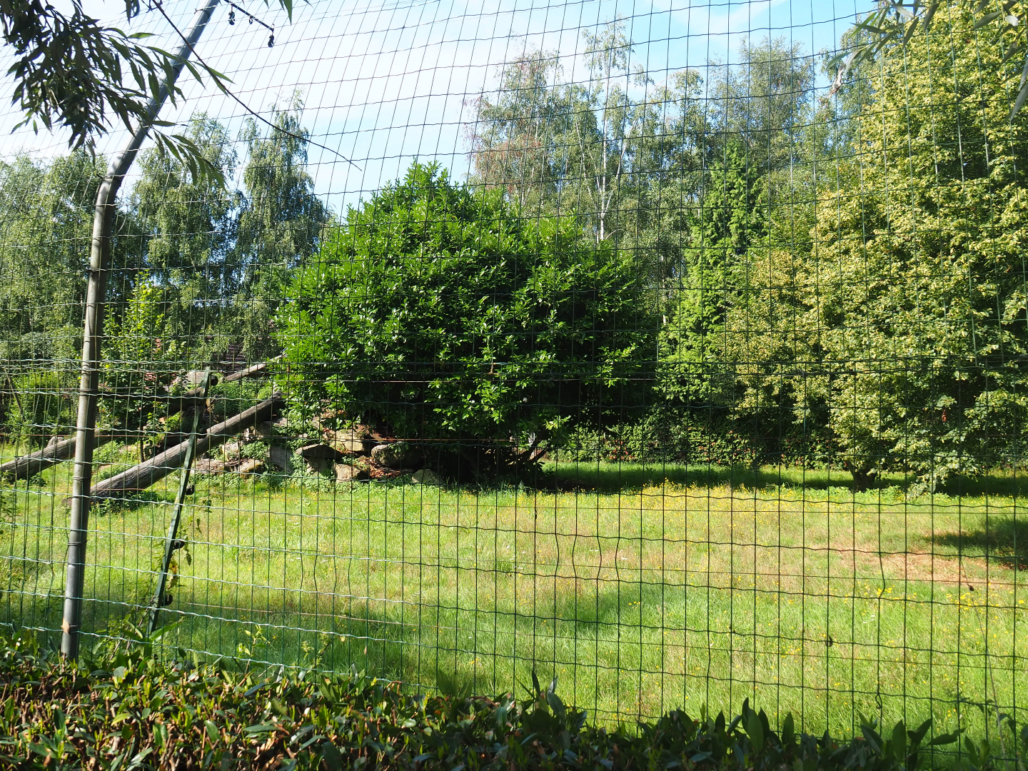 Second cheetah exhibit, 2019-08-11