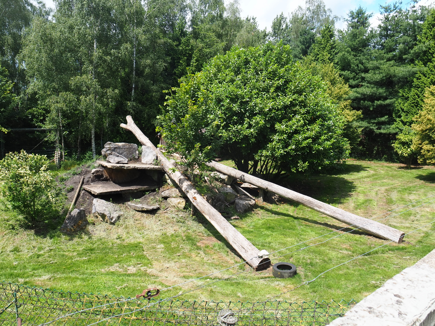 Second cheetah exhibit, 2020-06-20