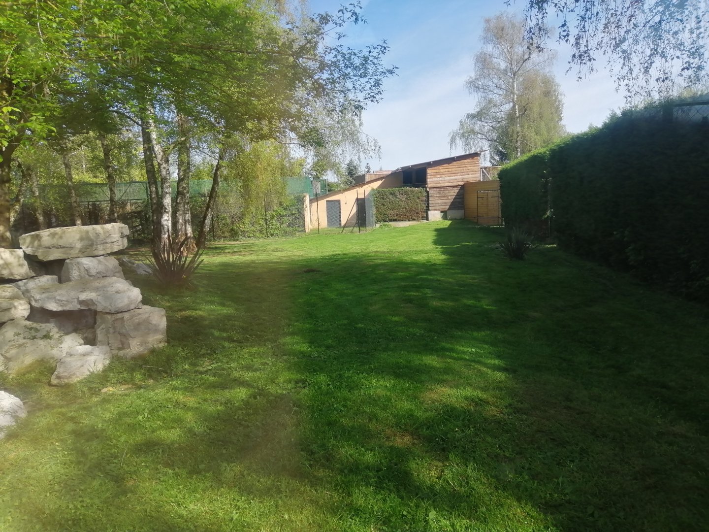 Second Cheetah exhibit (Acinonyx jubatus)