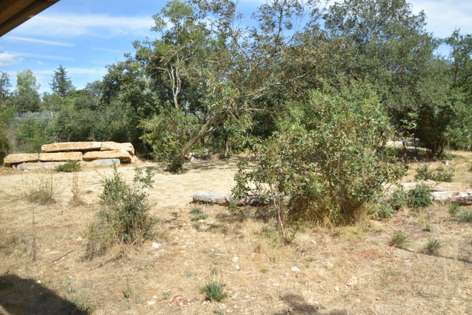 Second cheetah exhibit