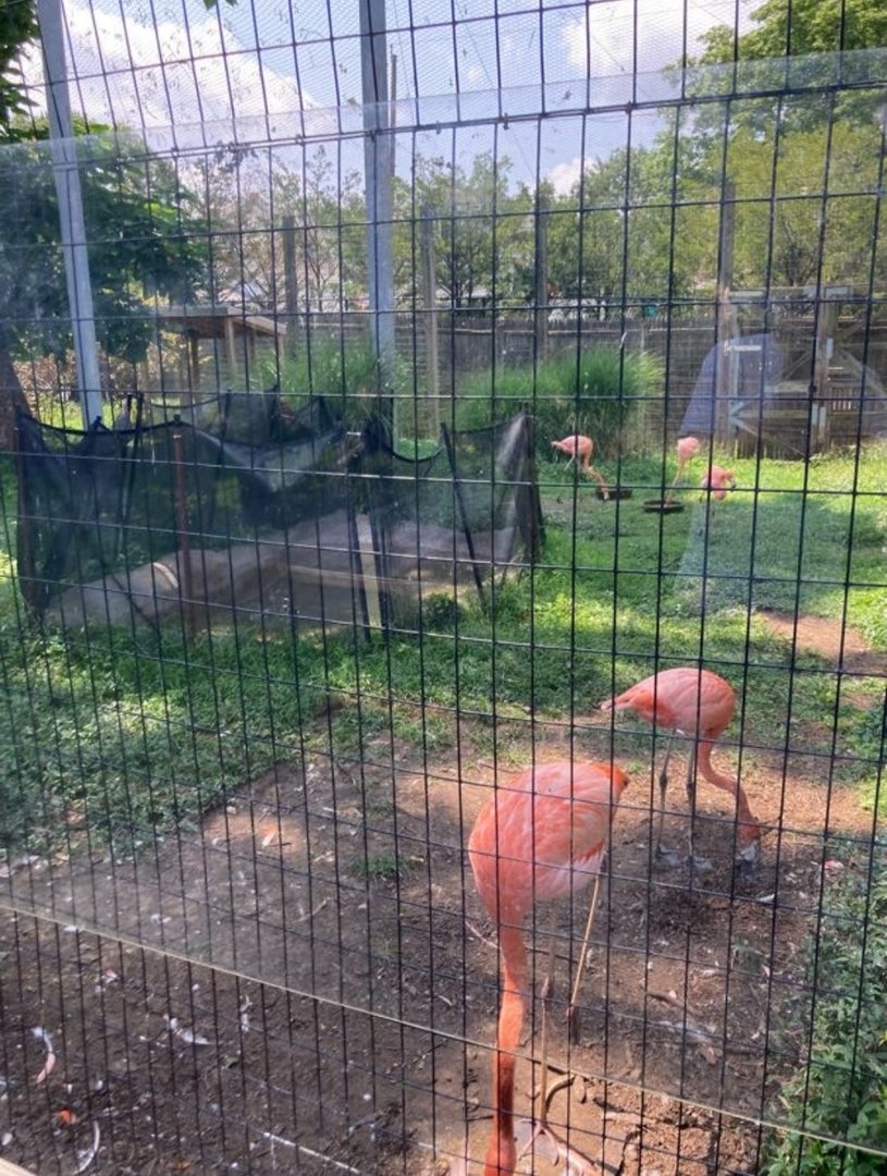 Second Chilean Flamingo Flock (8/10/23)