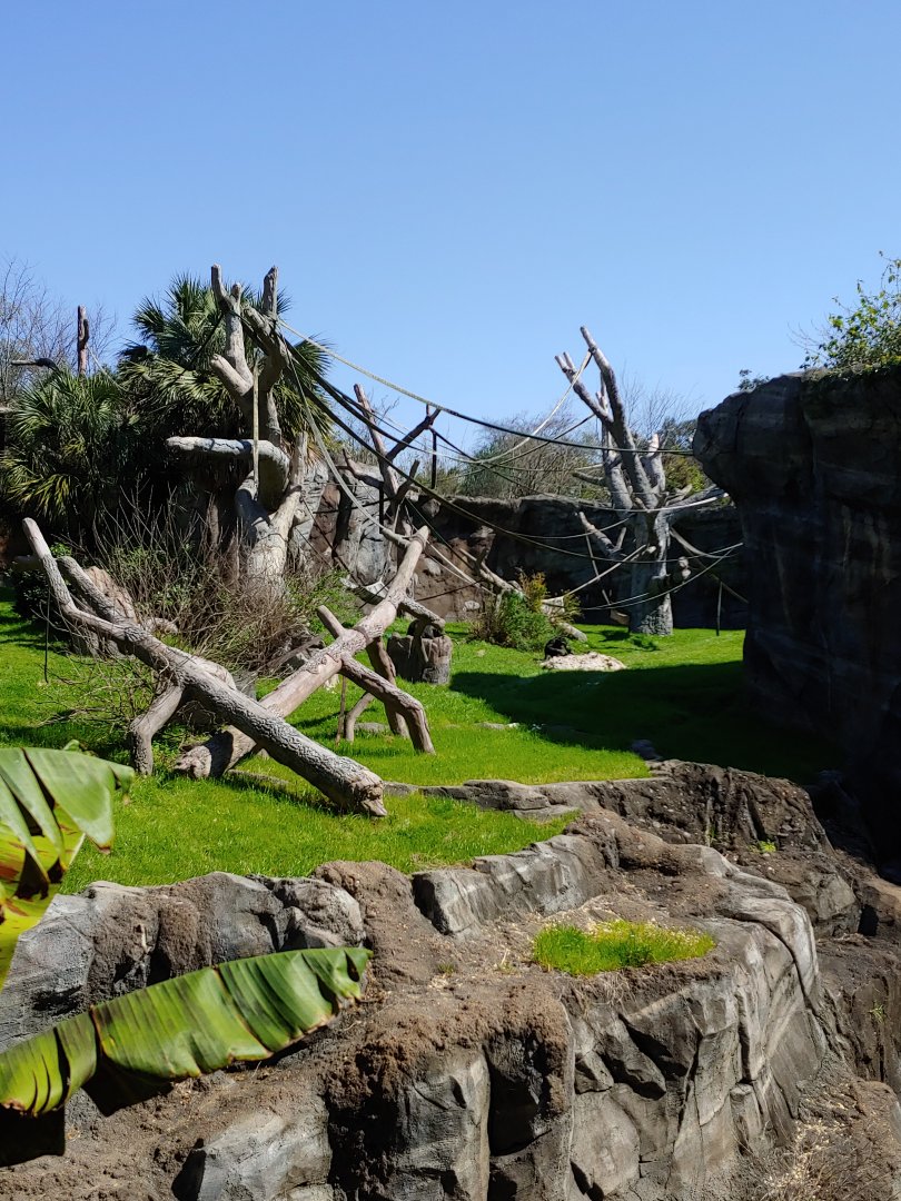 Second chimpanzee viewing