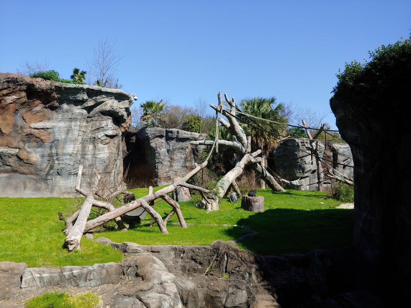 Second chimpanzee viewing