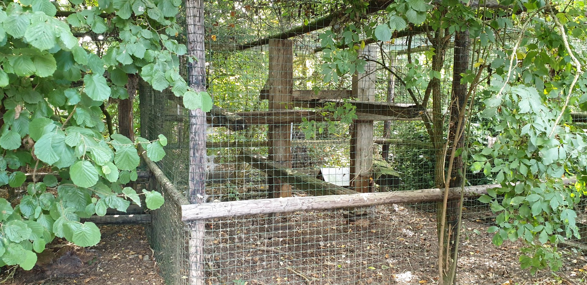 Second Coati enclosure - connected with the first one