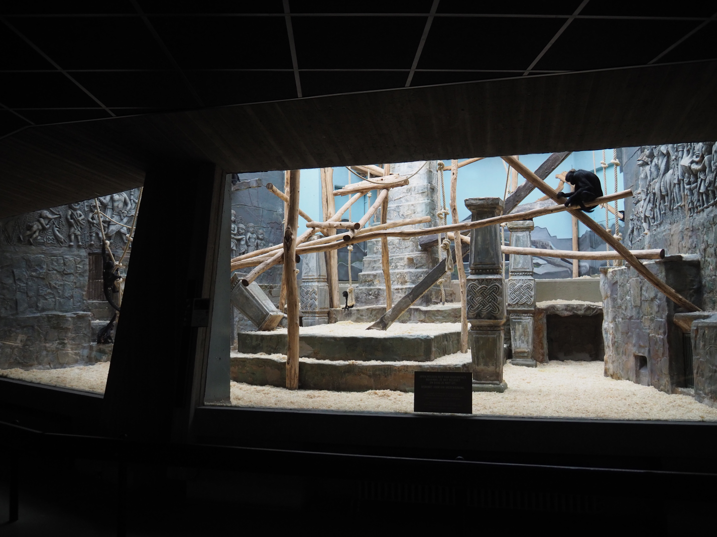 Second Colombian black spider monkey indoor exhibit, 2020-05-24