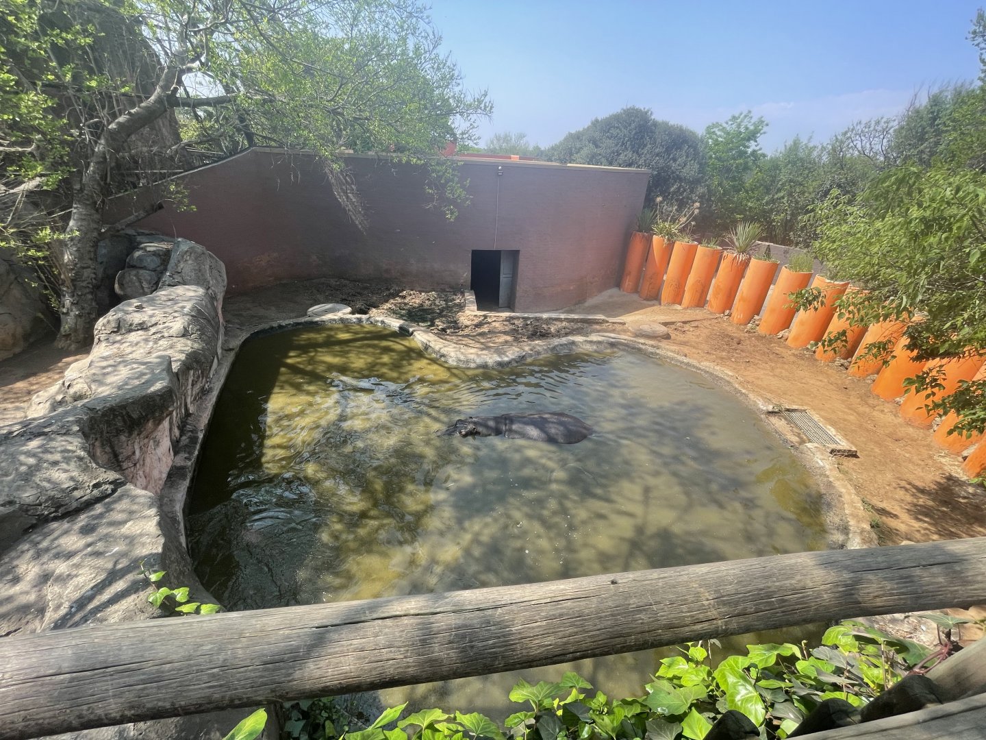 Second Common Hippo Enclosure (Hippopotamus amphibius)