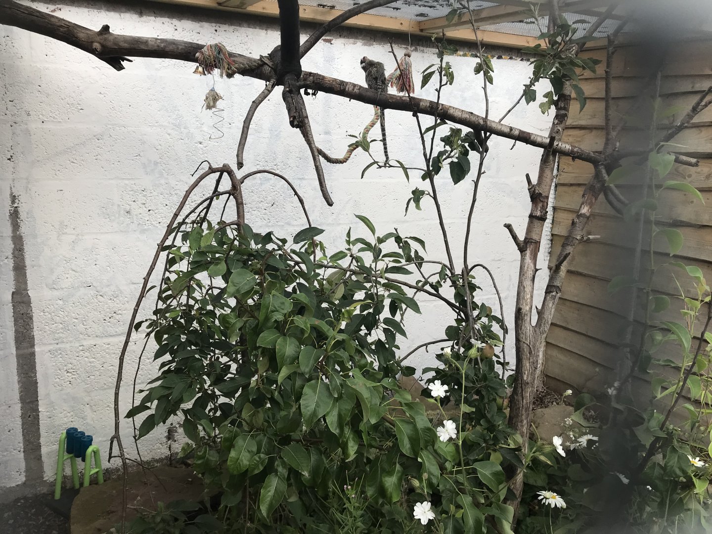 Second common marmoset enclosure