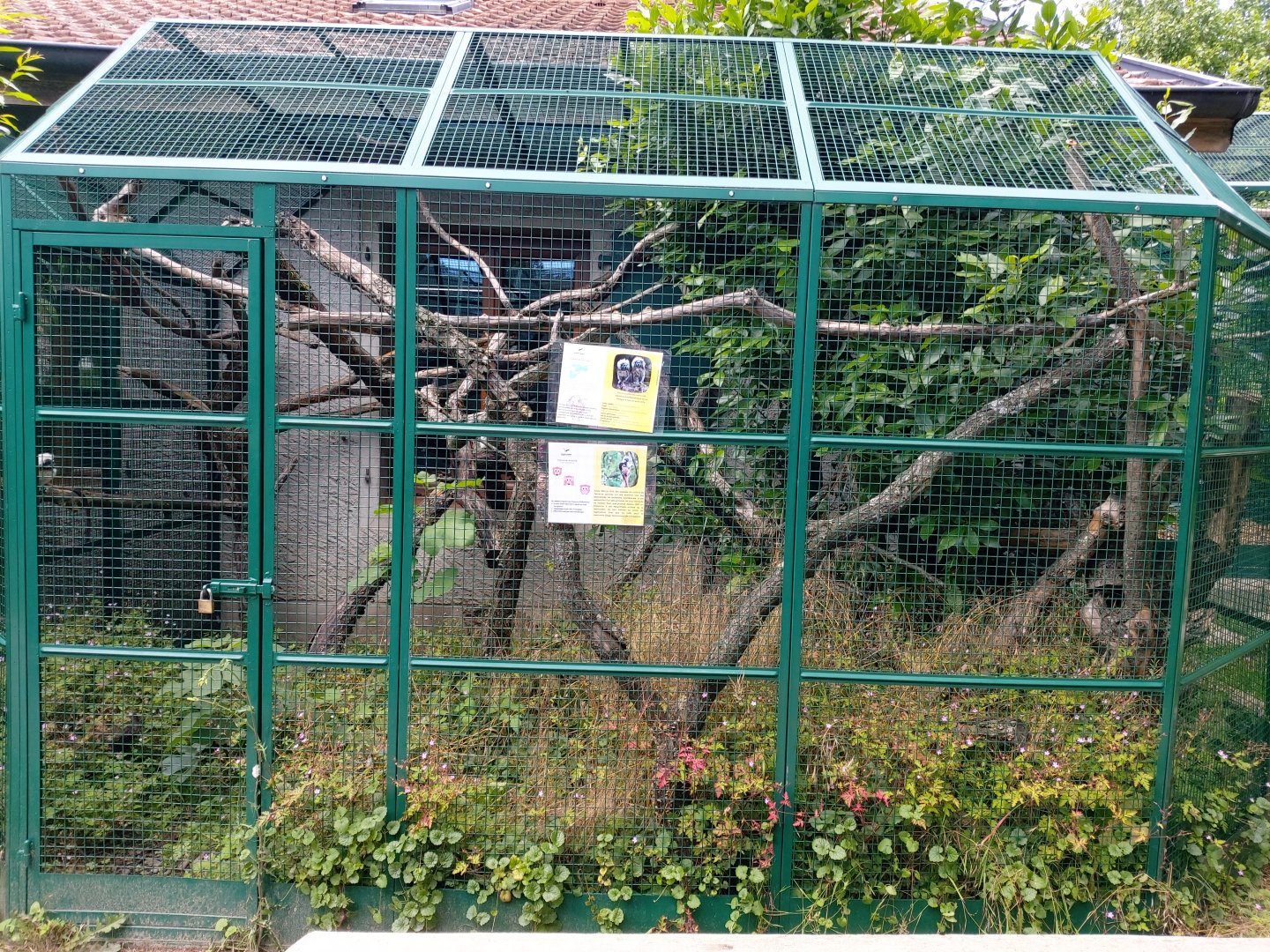 Second cotton-top tamarin aviary - Bioparc Genève