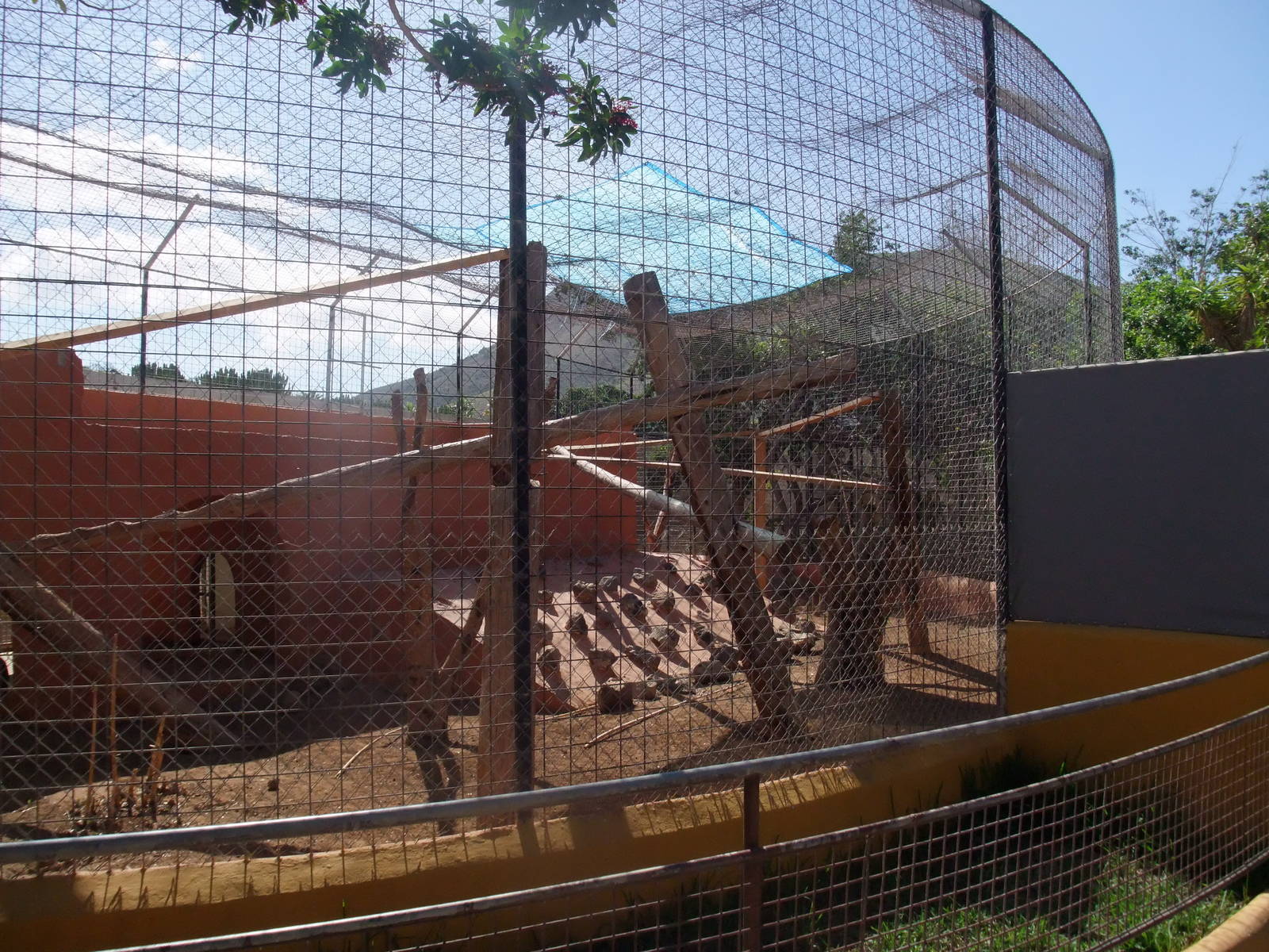 Second DeBrazza's Guenon Exhibit at Monkey Park, 09/11/10