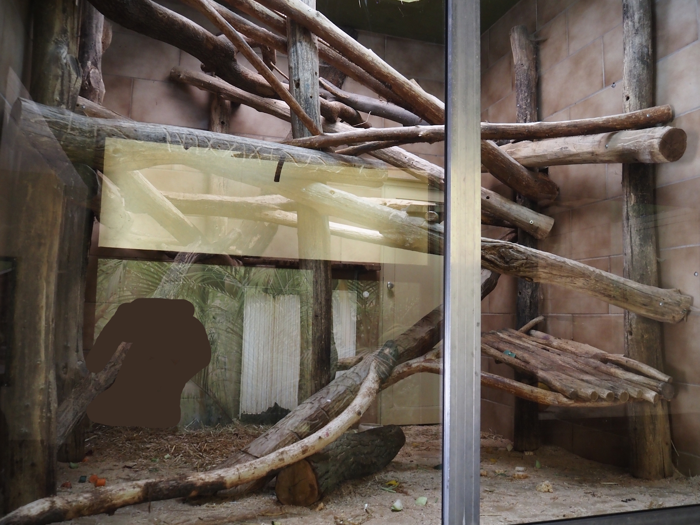 Second Desmarest's hutia indoor exhibit, 2025-05-22